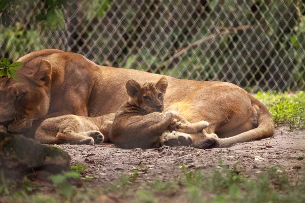 Baby African Lion cub Panthera Leo pielęgniarstwo — Zdjęcie stockowe