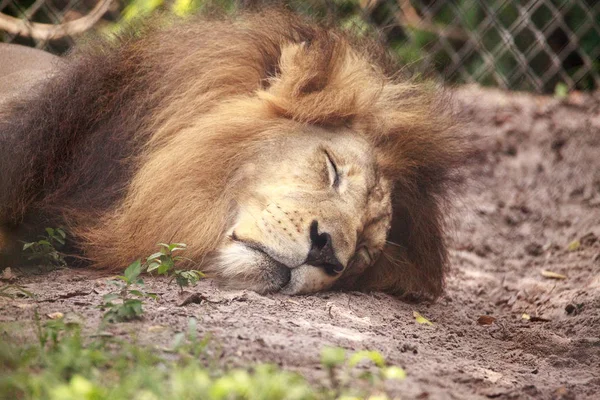 Erwachsener afrikanischer Löwe Panthera leo — Stockfoto