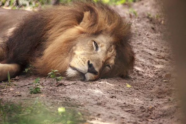 Hombre adulto león africano Panthera leo — Foto de Stock