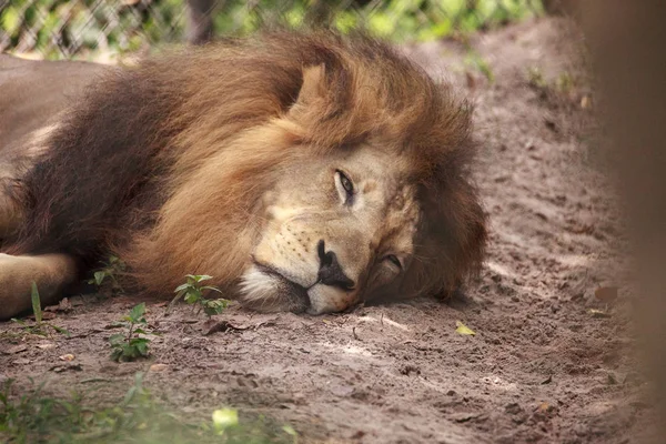 Erwachsener afrikanischer Löwe Panthera leo — Stockfoto