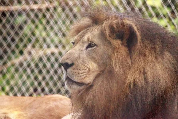 Erwachsener afrikanischer Löwe Panthera leo — Stockfoto