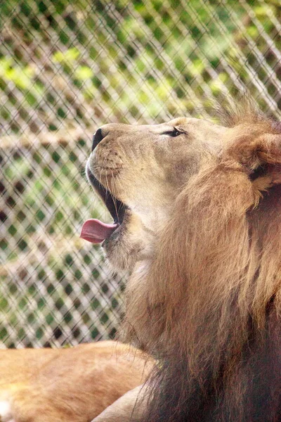 Erwachsener afrikanischer Löwe Panthera leo — Stockfoto