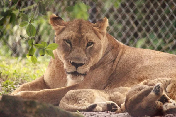 Stillende afrikanische Löwin panthera leo füttert ihr junges Cu — Stockfoto