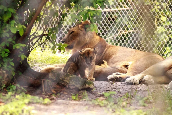 Hemşirelik kadın Afrika lioness Panthera leo onu genç cu besleme — Stok fotoğraf