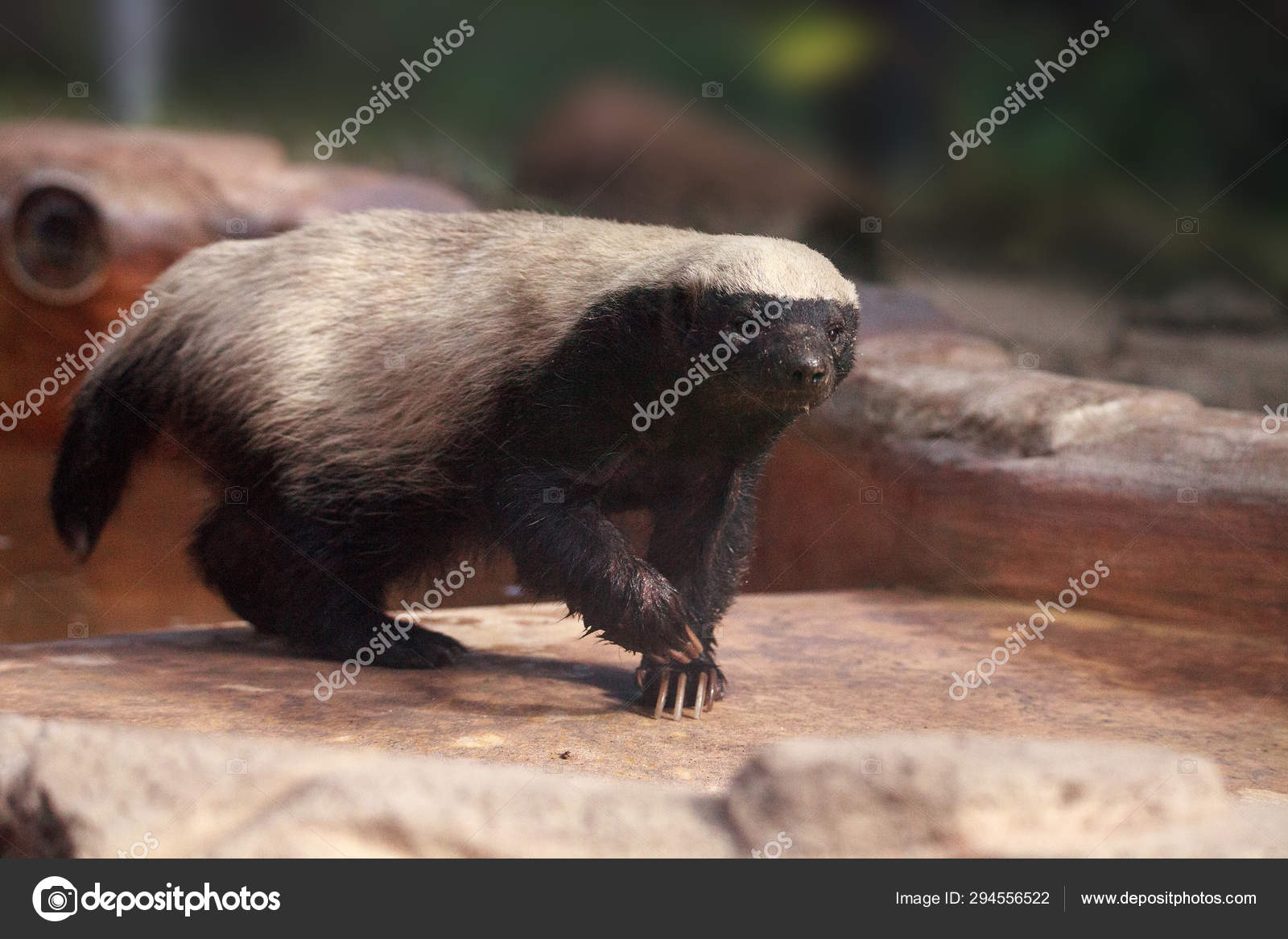Honey badger Stock Photos, Royalty Free Honey badger Images | Depositphotos Honey badger Stock Photos, Royalty Free Honey badger Images | Depositphotos