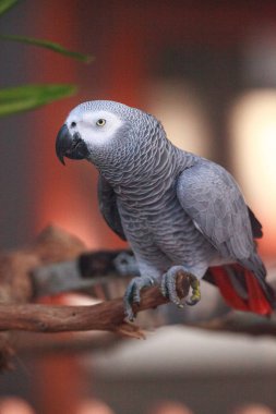 Afrika gri papağanı Psittacus erithacus evde beslenen hayvan