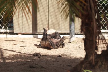 Komik yayılmış bacaklı Bal porsuk Mellivora capensis