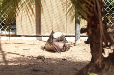 Komik yayılmış bacaklı Bal porsuk Mellivora capensis