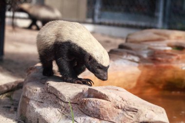 Honey badger Mellivora capensis is known for being tough clipart