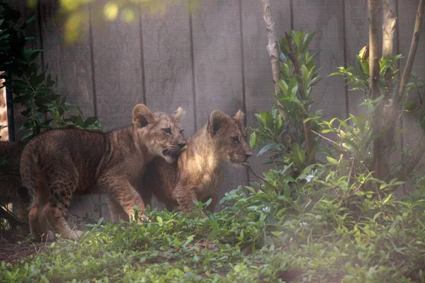 Petit lionceau africain Panthera leo — Photo