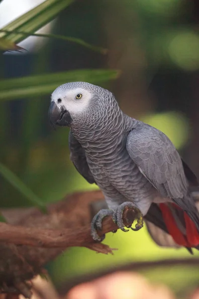 Pet African grey parrot Psittacus erithacus — Stock Photo, Image