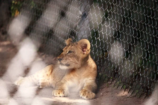 Afrikanisches Löwenbaby Panthera leo — Stockfoto