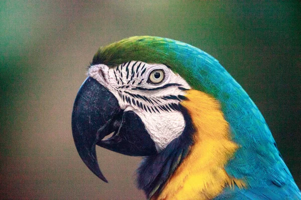 Блакитна і золота макуха птах Арараруна — стокове фото