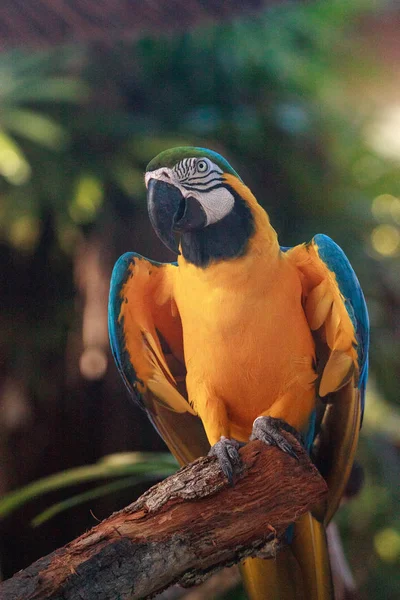 Kék és arany ara madár Ara ararauna — Stock Fotó