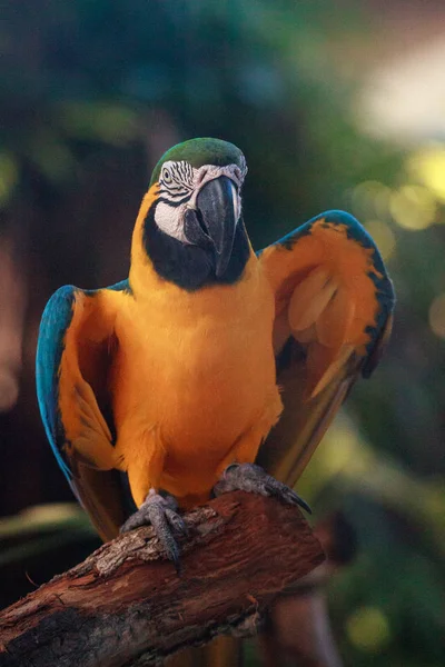 Kék és arany ara madár Ara ararauna — Stock Fotó