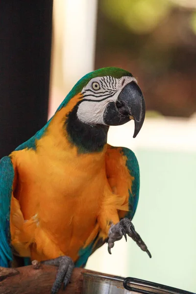 Blue and gold macaw bird Ara ararauna — Stock Photo, Image