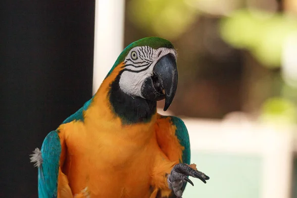 Blue and gold macaw bird Ara ararauna — Stock Photo, Image