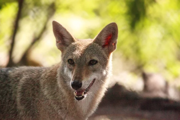 Coyote Canis letranes en el bosque — Foto de Stock