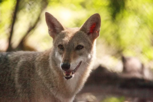 Coyote canis latrans im Wald — Stockfoto