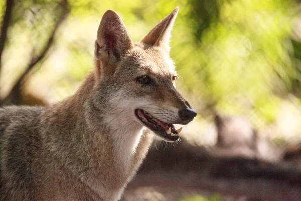 Coyote canis latrans im Wald — Stockfoto
