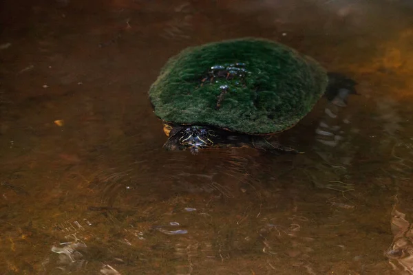 Східна куряча черепаха Deirochelys reticularia — стокове фото