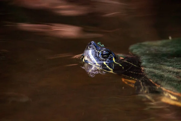 Східна куряча черепаха Deirochelys reticularia — стокове фото