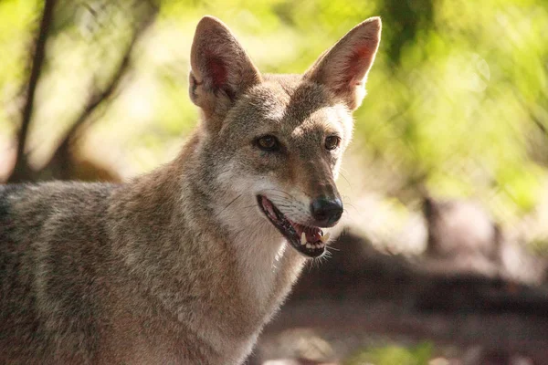 Coyote canis latrans im Wald — Stockfoto