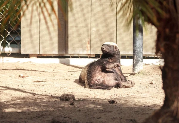 Funny spread legged Honey badger Mellivora capensis