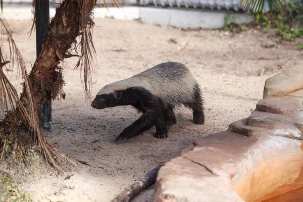 El tejón mellivora capensis es conocido por ser duro — Foto de Stock