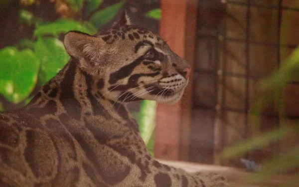 Baby clouded leopard kit Neofelis nebulosa