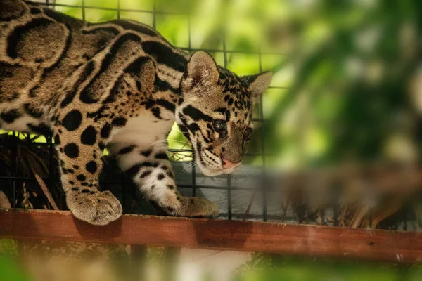 Baby clouded leopard kit Neofelis nebulosa — Stock fotografie