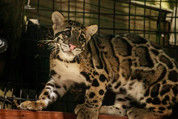 Baby clouded leopard kit Neofelis nebulosa — Stock fotografie