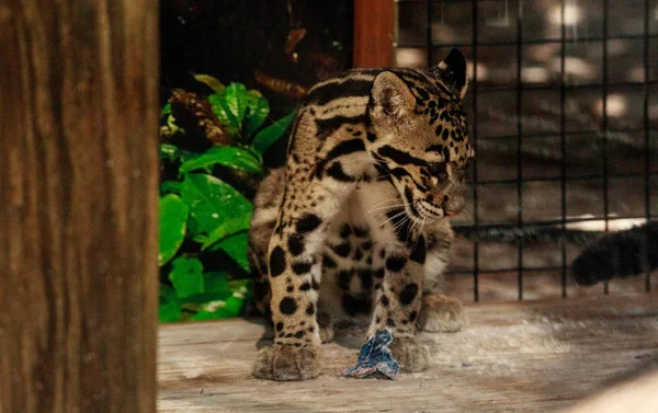 Kit de leopardo nebuloso para bebês Neofelis nebulosa — Fotografia de Stock