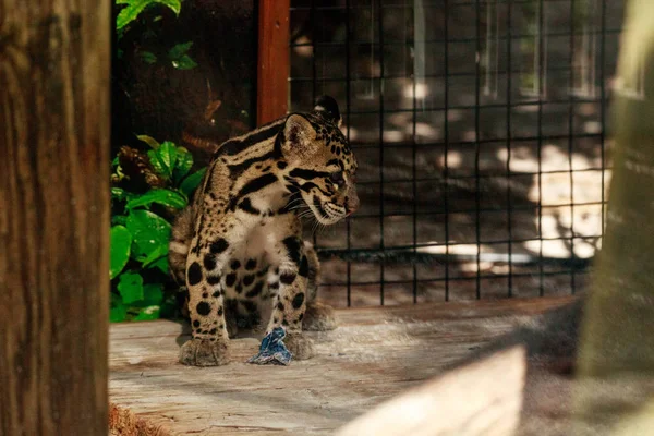 Kit de leopardo nebuloso para bebês Neofelis nebulosa — Fotografia de Stock