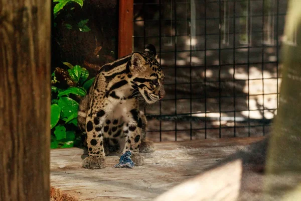 Baby clouded leopard kit Neofelis nebulosa