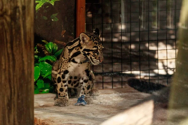 Babygrumligt leopardkit Neofelis nebulosa — Stockfoto