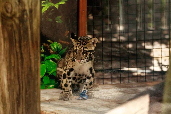 Babygrumligt leopardkit Neofelis nebulosa — Stockfoto