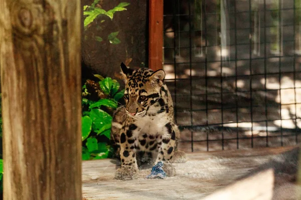 Baby clouded leopard kit Neofelis nebulosa — Stock Photo, Image