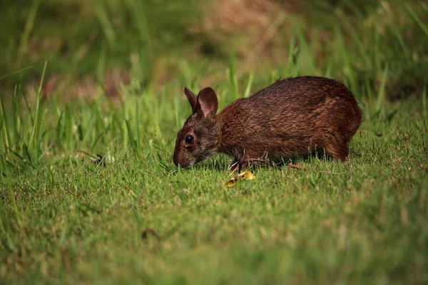 Marsh kanin Sylvilagus palustris med sina korta öron — Stockfoto