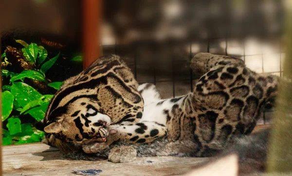 Dos jugando bebé nublado leopardo hermanos kits Neofelis nebulosa — Foto de Stock