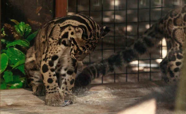 Two playing Baby clouded leopard sibling kits Neofelis nebulosa