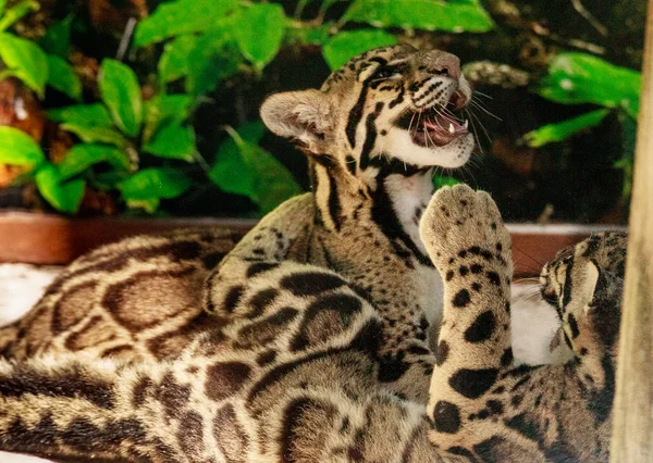 Dois jogando bebê nublado leopardo irmãos kits Neofelis nebulosa — Fotografia de Stock