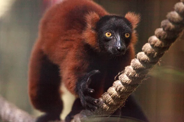 Bebê vermelho ruffed lemur filhote Varecia rubra agarra-se à corda . — Fotografia de Stock