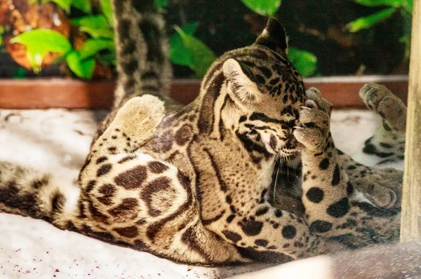 Dva hráli Baby zamračený leopardí sourozenecké soupravy Neofelis nebulosa — Stock fotografie