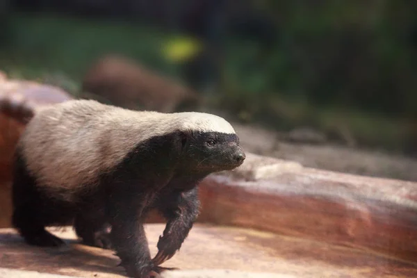 Honey badger Stock Photos, Royalty Free Honey badger Images | Depositphotos Honey badger Stock Photos, Royalty Free Honey badger Images | Depositphotos