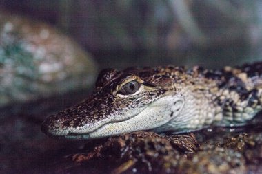 Crocodylinae olarak bilinen yavru timsah kertenkelesi
