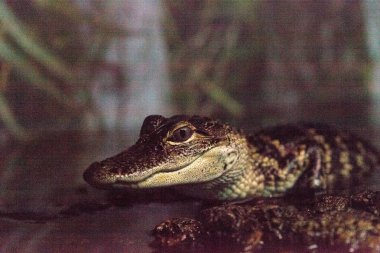 Crocodylinae olarak bilinen yavru timsah kertenkelesi