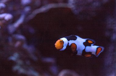 Siyah, turuncu ve beyaz palyaço balığı anemonefish