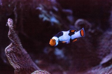 Siyah, turuncu ve beyaz palyaço balığı anemonefish