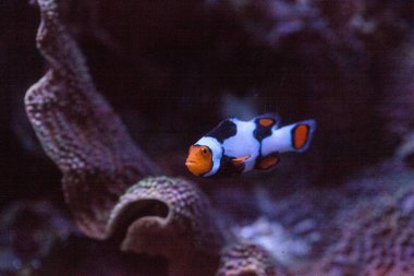 Siyah, turuncu ve beyaz palyaço balığı anemonefish